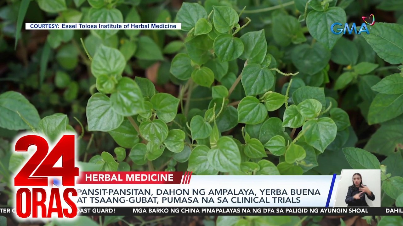 Tsaang Gubat: Uses and Benefits | PDF | Tea | Anti Inflammatory, image size:1280x720