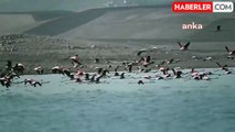 Yozgat'ta Erken Gelen Flamingolar Fotoğraf Tutkunlarını Bölgeye Çekiyor