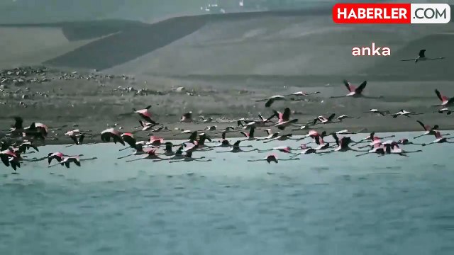 Yozgat'ta Erken Gelen Flamingolar Fotoğraf Tutkunlarını Bölgeye Çekiyor