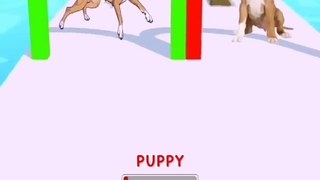 DOGGY RUN GAMEPLAY WALKTHROUGH  _ DOG SWEET  _ ANDROID, iOS MOBILE _ NEW UPDATE #SHORTS GAMES #0