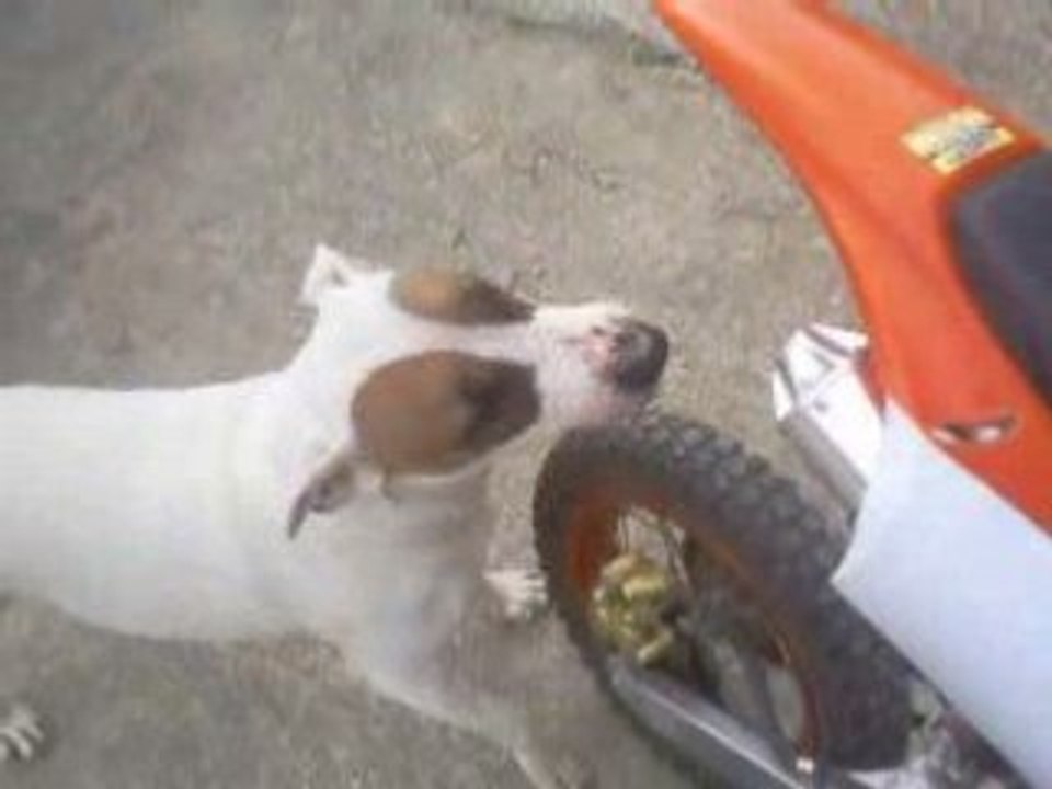 bull terrier contre echappement