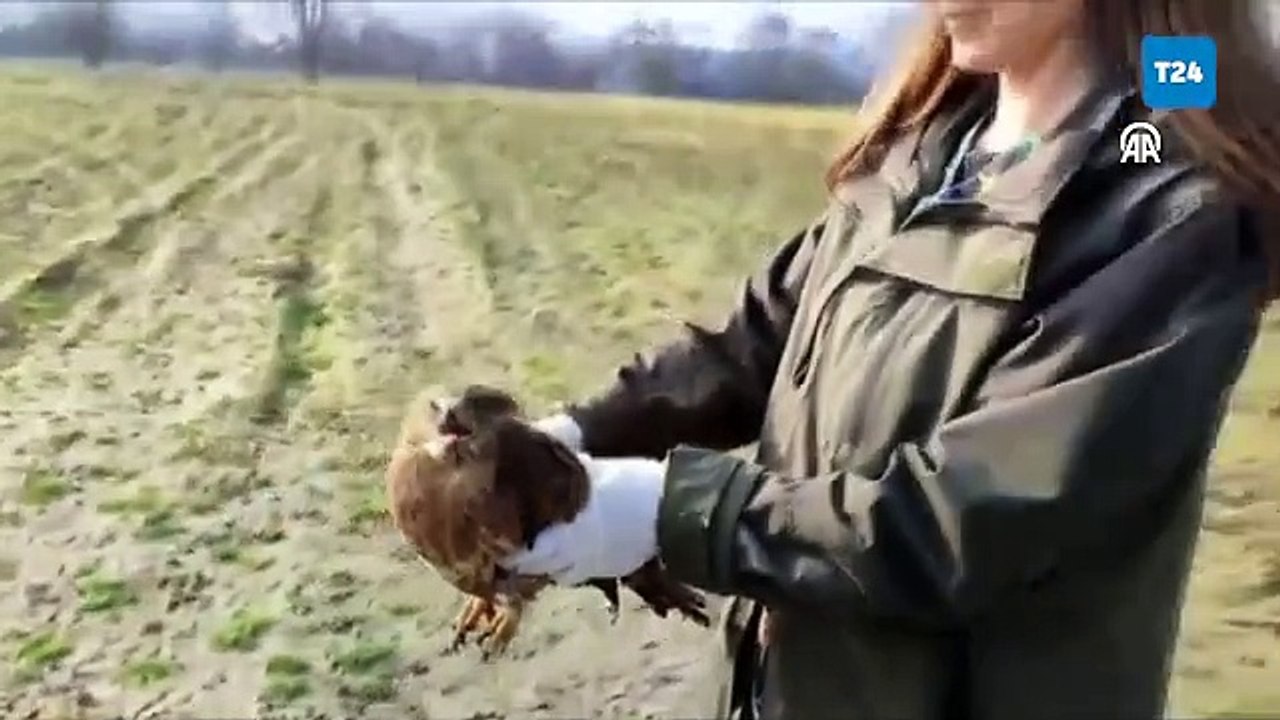 Düzce'de kas erimesi nedeniyle uçamayan şahin, tedavisinin ardından doğaya salındı