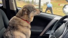Video. Accolgono un nuovo cucciolo in casa: la reazione del cane di famiglia fa ridere milioni di persone
