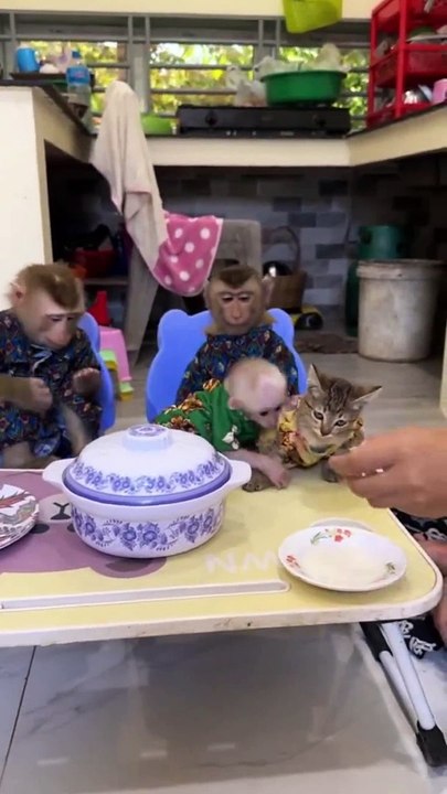 New  funniest Animals 2024  - Dogs & Cats Video - Try Not To Laugh