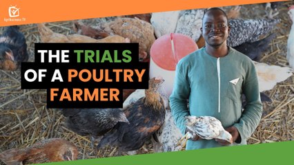 Burkina Faso: The trials of a poultry farmer