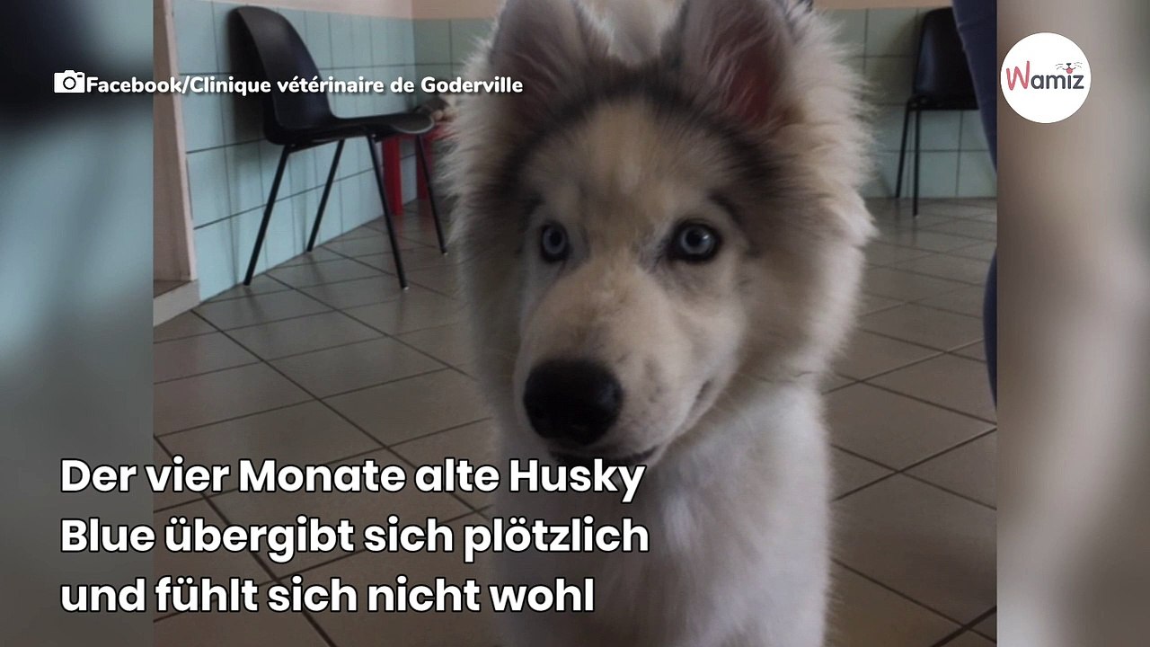 Husky muss sich erbrechen: Tierarzt völlig baff, als er den Ultraschall sieht