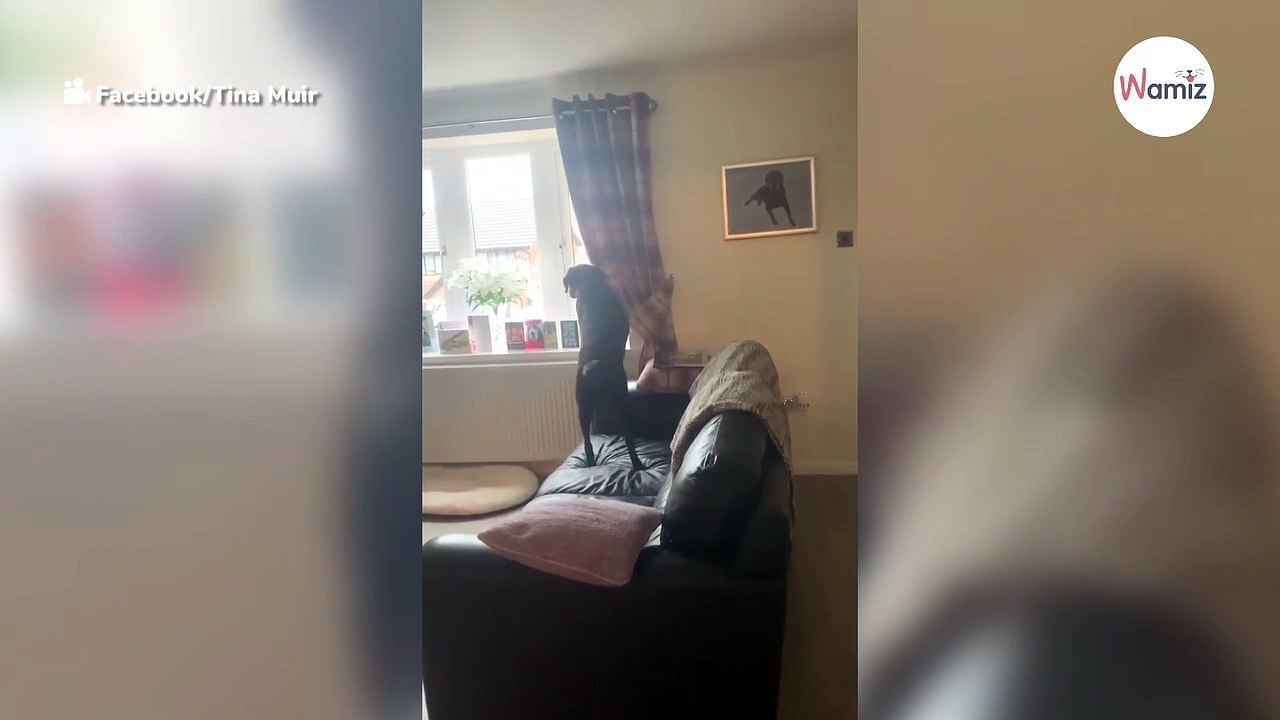 Labrador entdeckt ein Bild seines verstorbenen Bruders: Was folgt, geht allen ans Herz