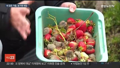 곰팡이 핀 딸기·썩은 멜론…일조량 부족 피해에 농가들 '한숨'
