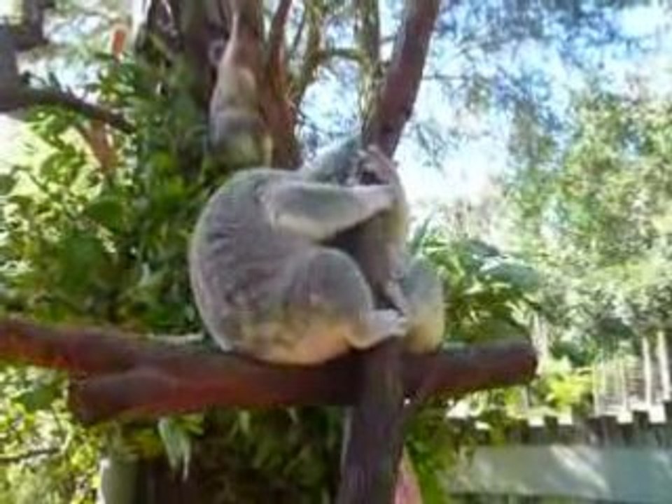 re-koalas