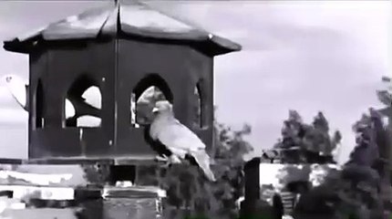 فيلم ارضنا الخضراء ماجده