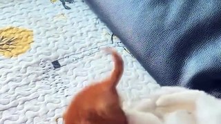mama cat ad kitten fight| cutest fight