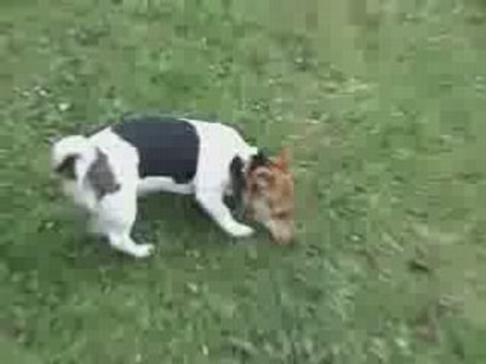 Croquette V