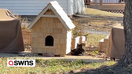 Couple build luxury house for their neighbourhood stray cat