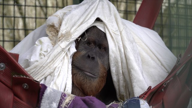 Critically endangered orangutan brothers arrive at Port Lympne