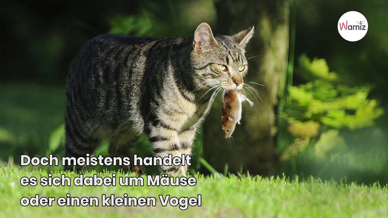 Katze bringt Beute nach Hause, doch das Ding ist nicht von dieser Welt