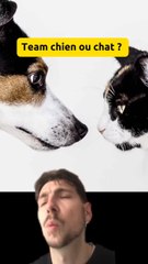 Team chat ou chien ? (Exclu dailymotion)