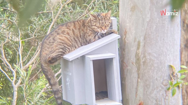 Installa su un albero una casetta per i gufi ma è qualcun altro che ne approfitta