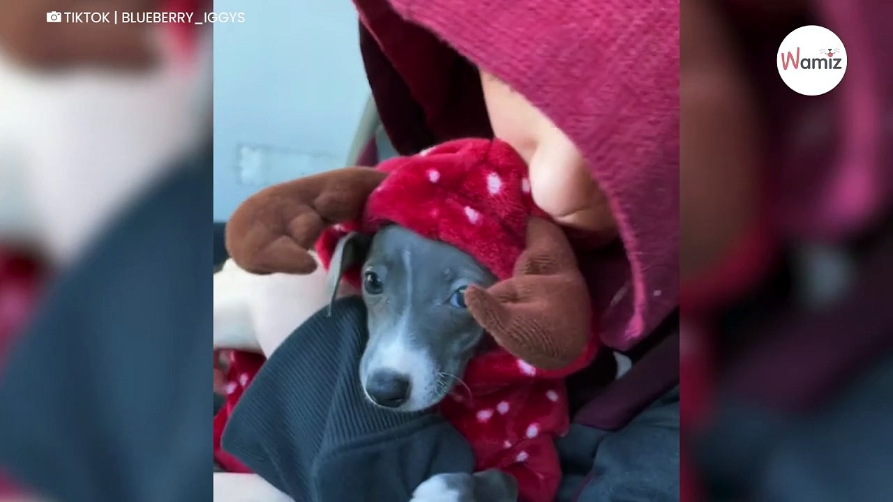 Szczeniaczek cały się trzęsie. Sposób, w jaki uspokaja go chłopiec wzruszył 9,6 mln osób (video)