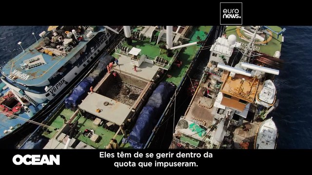 Alterações climáticas ameaçam populações de atum do Pacífico