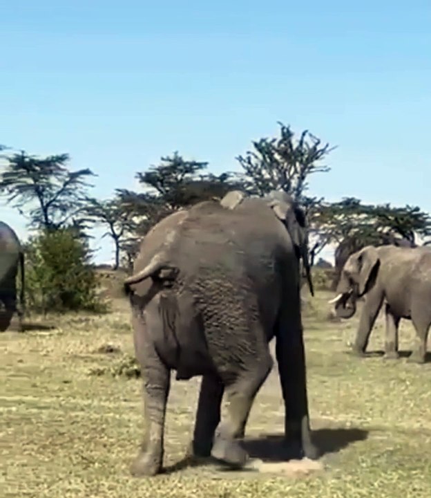 ELEPHANT PUSHING BABY WHILE GIVING BIRTH