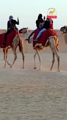 Camel ride in Dubai Safari Desert with Al Qudra Tours