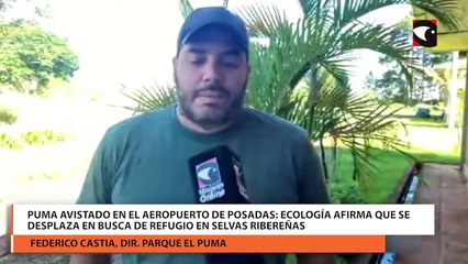 Puma avistado en el aeropuerto de Posadas: Ecología afirma que se desplaza en busca de refugio en selvas ribereñas