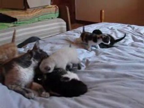 les 9 chatons de Papillon à 23jours et de Blanco à 14jours