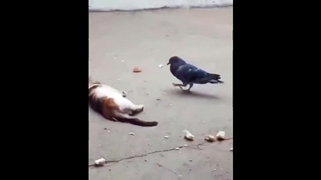 Drôle d'amitié pour ces 2 animaux