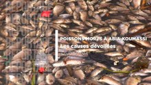 Poissons morts à Abia-Koumassi : les causes dévoilées