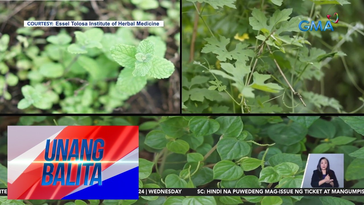 4 na herbal medicines, pumasa sa clinical trial...