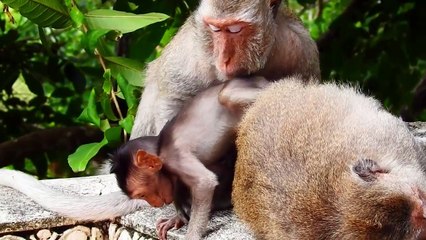 Tiny Monika Build Relationship With Mama Monkeys (720p_25fps_H264-192kbit_AAC)