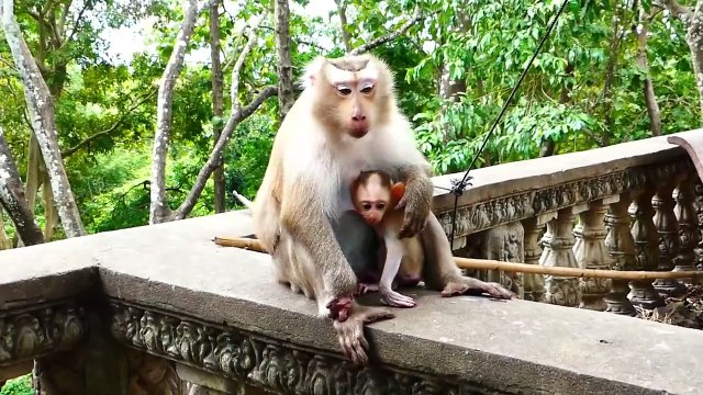 Tiny ROCKSTAR Seems Want To Build Relationship With Other Monkeys (720p_25fps_H264-192kbit_AAC)