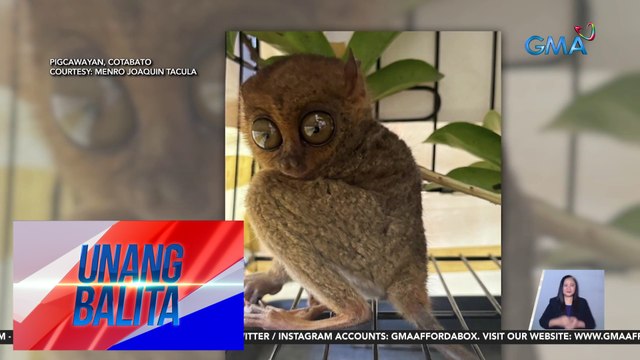 Tarsier na nahulog mula sa puno at hinabol ng aso, nailigtas | UB