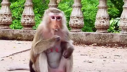 Tiny Tessa Baby Run Follow Mom Teva, But Catch Wrong Mother's Tail Make Self Fall the ground (720p_25fps_H264-192kbit_AAC)