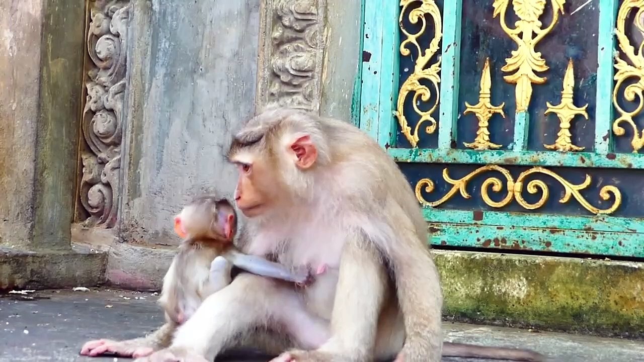 Try not laugh, mother Moly carry money baby to pull  his from sucking her milk (720p_25fps_H264-192kbit_AAC)