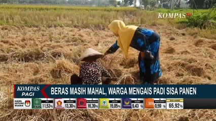 Demi Dapat Beras, Warga Grobogan Terpaksa Mengais Sisa Padi