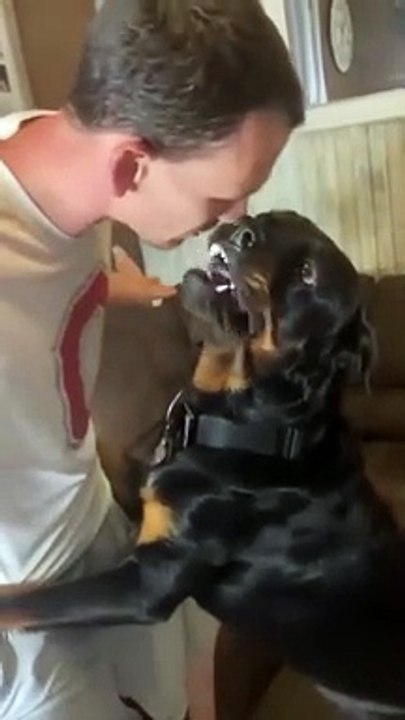 Angry Rottweiler doesn't want to cut his nails