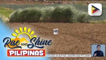 D.A., tiwalang magiging masigla ang produksyon ng palay sa gitna ng #ElNiñoPH