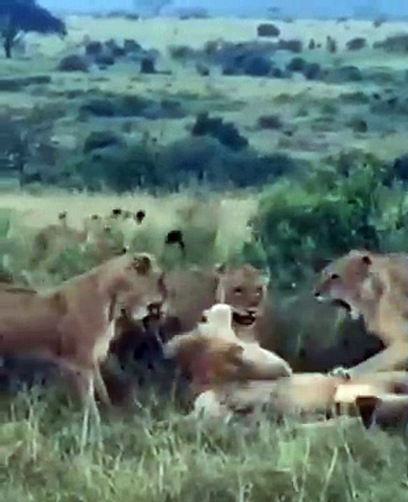 LIONESSES FIGHTING MALE LION