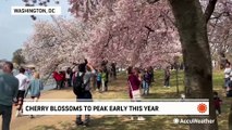 Washington, DC's iconic cherry blossoms to peak early this year