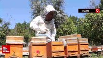 Baharla birlikte başlayan bal mesaisi depremzede arıcıya umut verdi