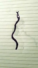 Serpente viola disegno