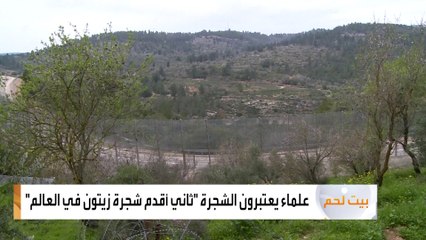 شجرة زيتون عمرها 5 آلاف سنة مهددة بسبب "المستوطنات"