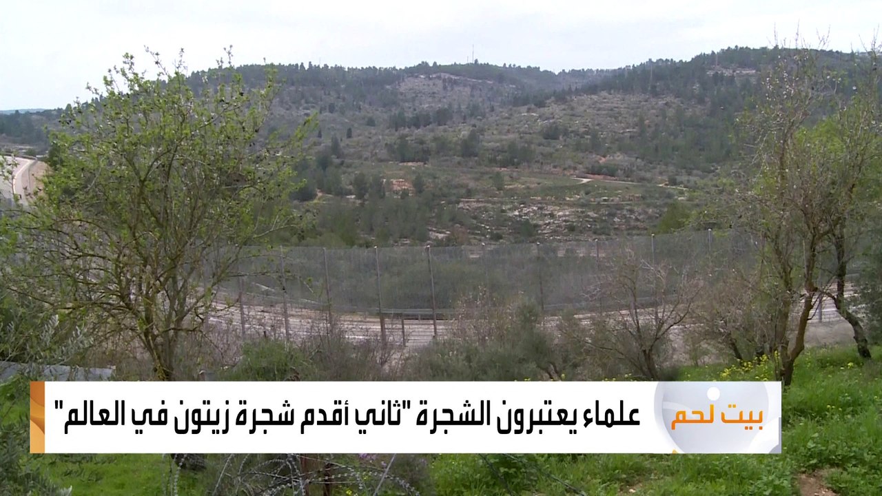 شجرة زيتون عمرها 5 آلاف سنة مهددة بسبب "المستوطنات"