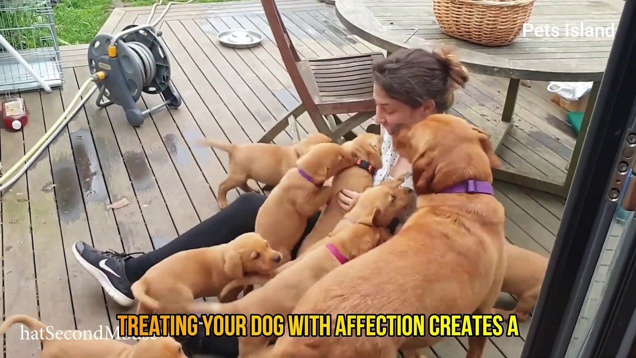 When your dog's LOVE REACHES YOUR SOUL Funniest Dog and Human