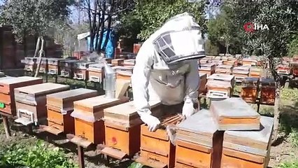 Erken gelen baharla birlikte başlayan bal mesaisi depremzede arıcıya umut verdi