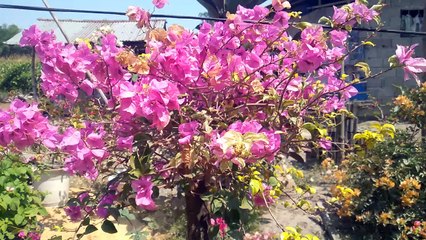 flowers