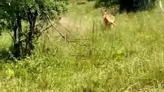 Deer Kicked Leopard Like A Zebra