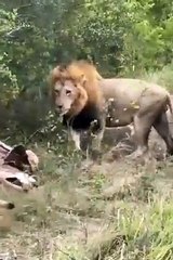 Male Lions Will Share With Their Cubs But The Females Get None