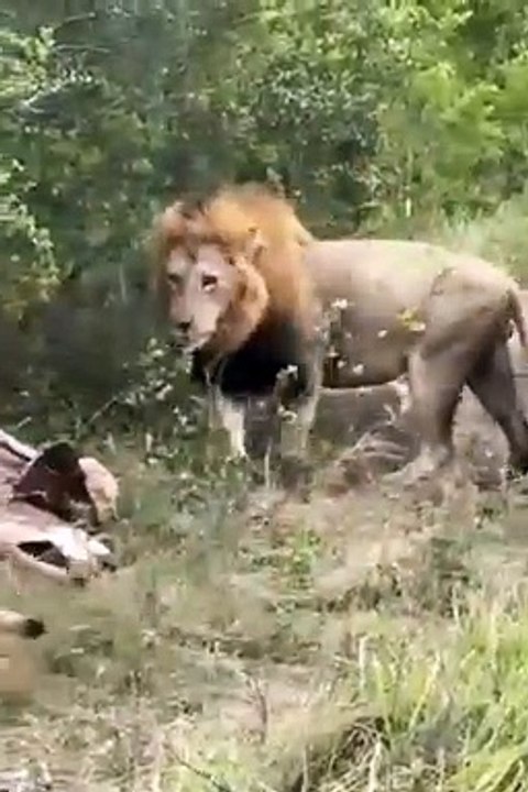 Male Lions Will Share With Their Cubs But The Females Get None